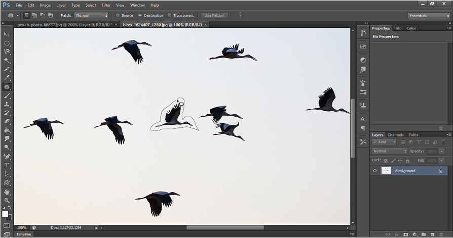 Make Selection of Bird using patch tool.PNG